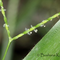 Axonopus compressus (Sw.) P.Beauv.